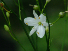 Anthericum ramosumVertakte graslelie bestellen